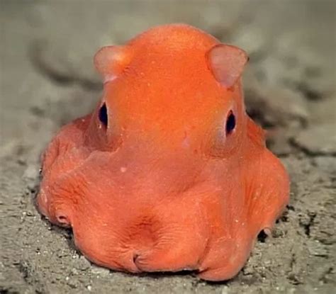 20 Facts About Dumbo Octopus To Know What This Creature Is Mysterious