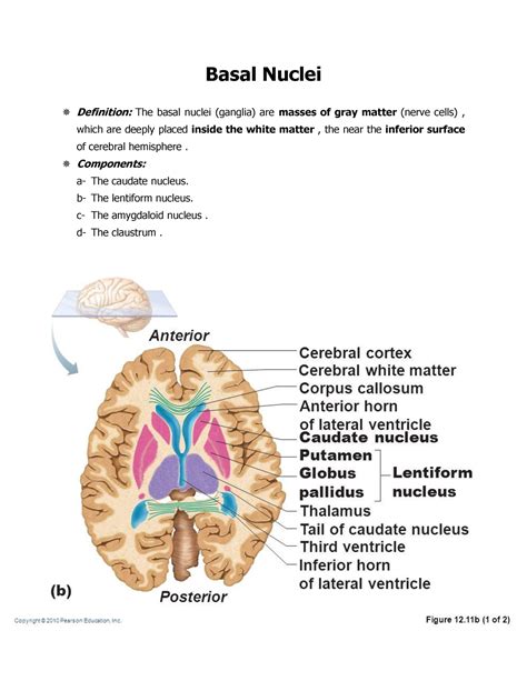 12 Basal Nuclei Neuroanatomy Course With Atlas Basal Nuclei