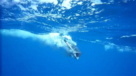 Catching A Wahoo Filmed Underwater Youtube
