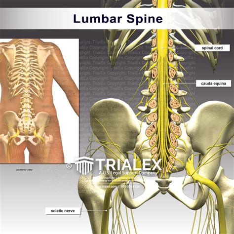 Anatomy Of The Lumbosacral Spine