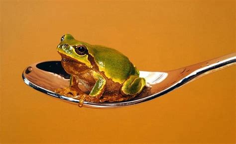 Born in seoul korea 1973. Dipinti di animali sembrano foto: opere di Young-Sung Kim