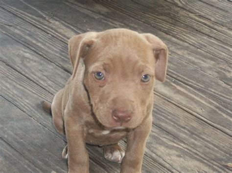 No one can ever tell exactly which traits from which breed will be most prevalent in a mix. red nose pitbull puppies - Google Search | Pitbull puppies ...