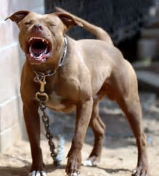 Image result for pitbull dog