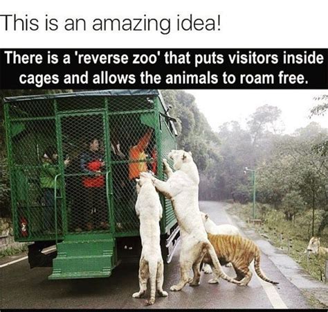 All Zoos Should Be Like This Jaguar Panther Best Memes Funny Memes