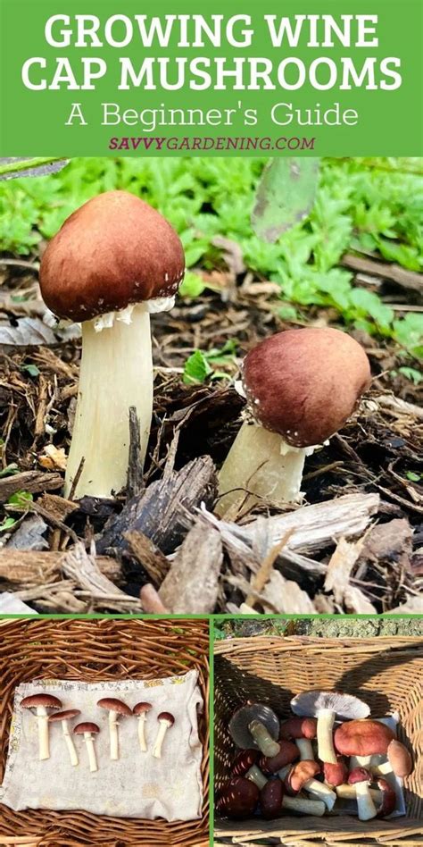 The Growing Wine Cap Mushrooms Guide