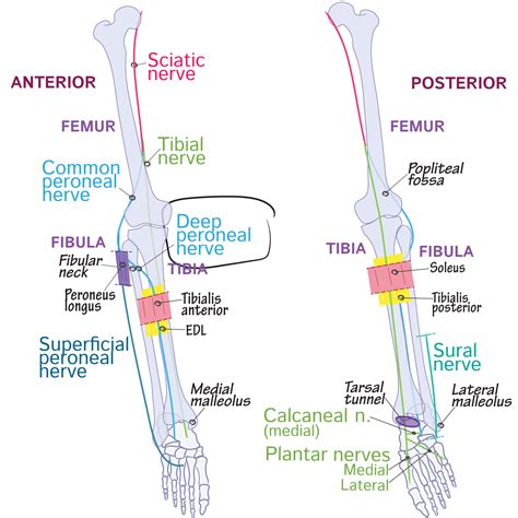 Deep Fibular Peroneal Nerve Nerve Anatomy Muscle Anat