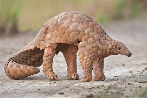 It Is Always Extremely Special To Come Across A Pangolin A Roller In