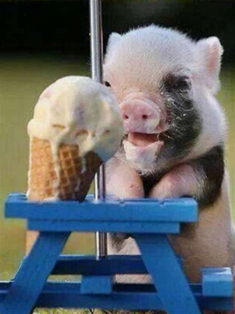 This Is The Cutest Pig Ever Cutepuppyeatingicecream Cute Pigs Cute