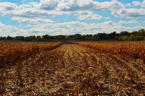 Path Through A Partially Harvested Corn Field On A Beautiful Fall Day