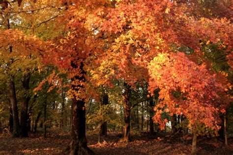 Take This Fall Foliage Road Trip To See Arkansas Like