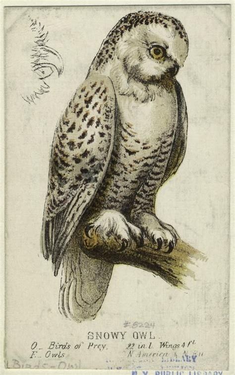 Owl Engraving Collections Of Objects Collections Of Things