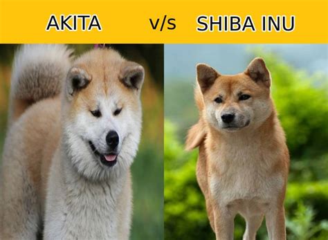25 Tiny Shiba Inu And Akita Inu Difference Photo 8k Bleumoonproductions