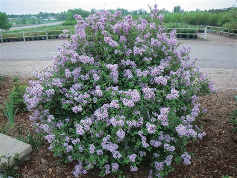 Dwarf Korean Lilac Tandt Seeds