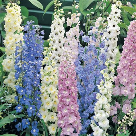 If you want to grow cannabis. Delphinium 'New Zealand Hybrids' | Thompson & Morgan