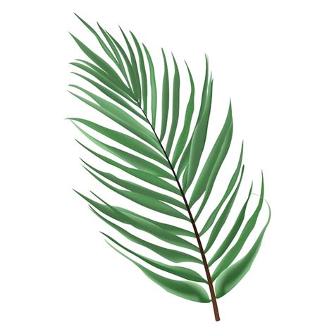 Premium Vector Vector Tropical Leaves Palm Branch Realistic