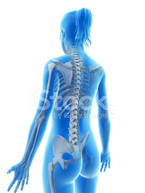 Bones Of Female Back Back Muscles Anatomy And Functions Kenhub