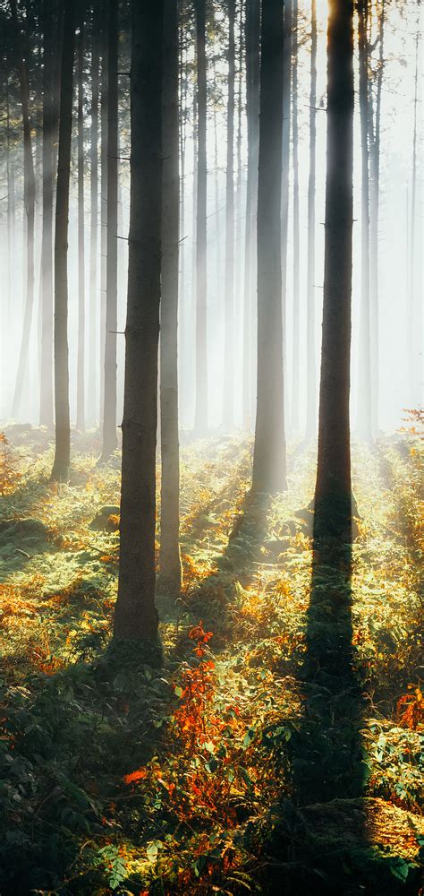 1080x2280 Sunbeams Morning Forest 4k One Plus 6huawei P20honor View