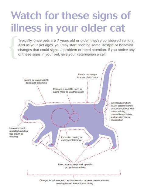 Watch For These Signs Of Illness In Your Older Cat Senior Pet Care
