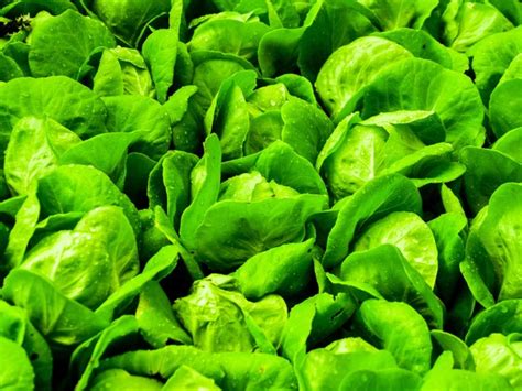 How To Grow Fresh Lettuce Indoors 4 Common Types