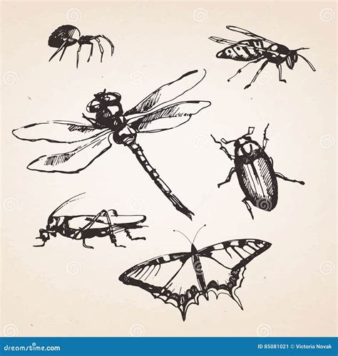 Set Of Hand Drawn Insects Stock Vector Illustration Of Drive 85081021