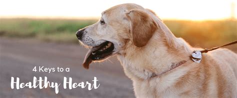 Restaurants serving healthy food cuisine in metairie area. 4 Keys to a Healthy Heart | MSAH - Metairie Small Animal ...