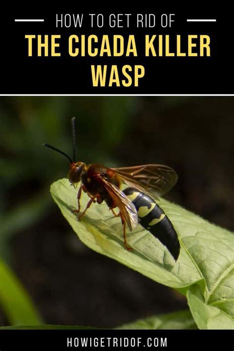 How To Get Rid Of A Cicada Killer Wasp How I Get Rid Of