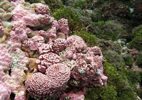 Coralline Algae The Unsung Architects Of Coral Reefs