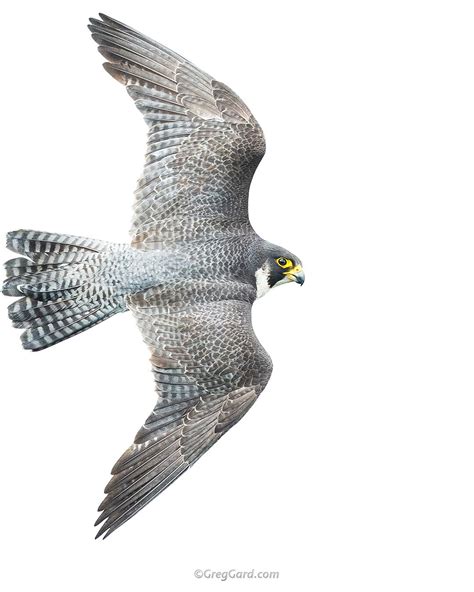 Peregrine Falcon Flying — Greg Gard
