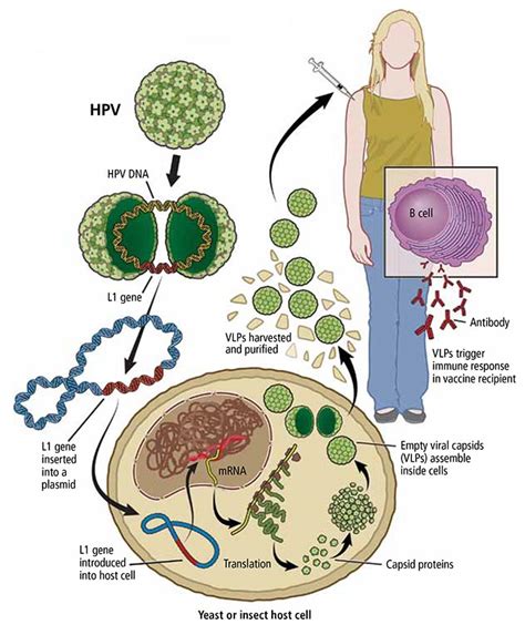 In most cases, hpv will go away on. HPV Vaccine | How do Vaccines work?