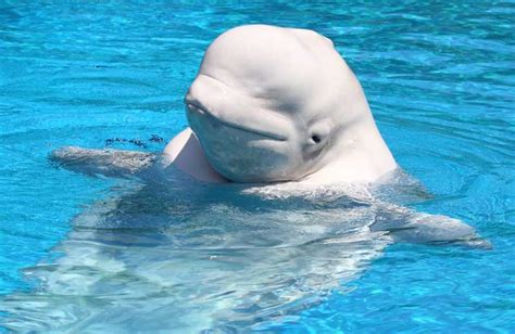 Clancy Tuckers Blog 7 February 2018 Facts About Beluga Whales