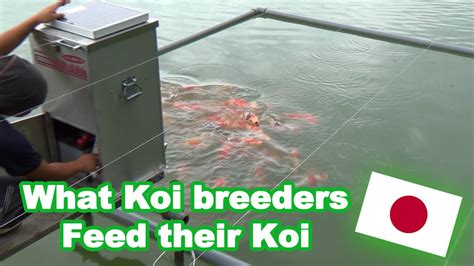 Koi Feeding In Japan What Koi Breeders Feed Their Koi Koi Feeding