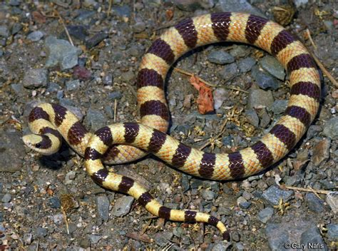 Mohave Shovel Nosed Snake Chionactis Occipitalis