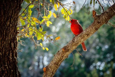 Cardinal Red Bird Tree Limb Stock Photos Download 208 Royalty Free Photos