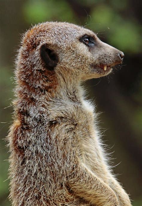 Meerkat Close Up Portrait Stock Image Image Of Mammal 121428121