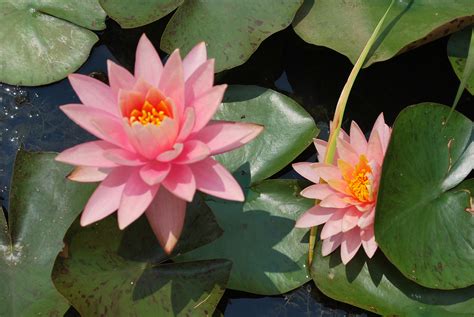 Storing canna bulbs for winter. Fall & Winter Care of Hardy Water Lilies - Dragonfly Aquatics