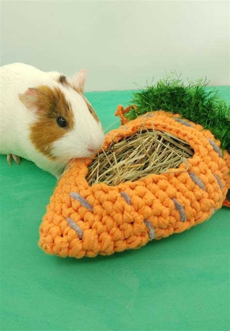 Pin On Guinea Pig