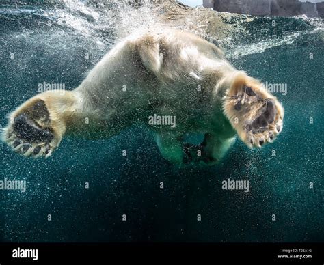 Action Closeup Of Polar Bear With Big Paws Swimming Undersea With