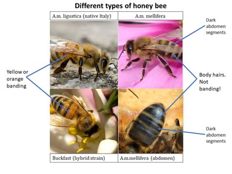 How To Recognise A Honey Bee University Of Galway