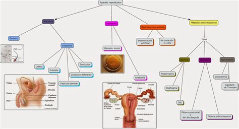 Sistema Reproductor Mapa Conceptual Vioso Kulturaupice