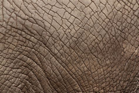 Elephant Skin Free Photo Download Freeimages