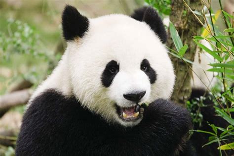 Video Panda Les Performances Sexuelles De Lulu Ravissent La Toile