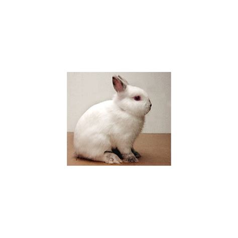 Netherland Dwarf Rabbits For Sale Sydney Strathfield Pet Shop