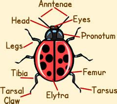 Body parts name with picture and hindi meaning !! Ladybird Anatomy - Diagram & Picture Of Ladybug Anatomy