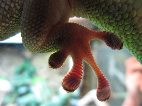 Gecko Feet Inspire Wall Climbing Gloves Boing Boing