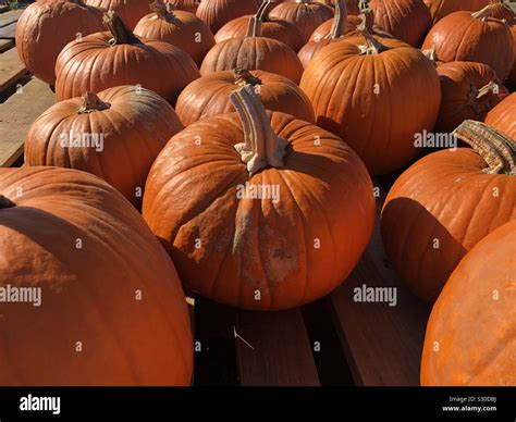 Pumpkins On Pallets Stock Photo Alamy