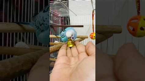 Budgies Behaviour Cookie Playing With Bells Youtube
