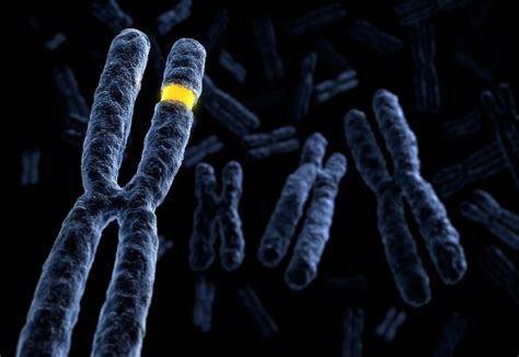 Evolution Of Sex Chromosomes And Supergenes Collège De France
