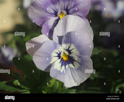 Purple Pansy Close Up Stock Photo Alamy