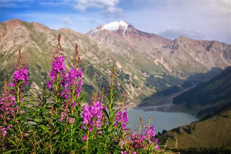 Snowy Mountains And Pink Flowers Stock Image Image Of Flower