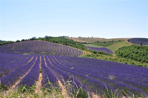 Lavender Fields In Provence France Wallpapers And Images Wallpapers